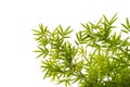 Isolated bamboo leaves on white background.