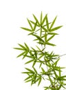 Isolated bamboo leaves on white background.