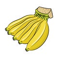 Isolated Banana cartoon -Vector Illustration