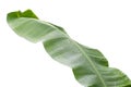 Isolated-Banana leaf on the white background clipping path Royalty Free Stock Photo