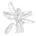 Isolated of banana tree, sketch of tropical palm plant vector