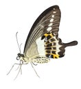 Isolated of banded swallowtail butterfly Papilio demolion on w Royalty Free Stock Photo