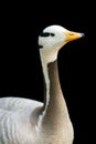Isolated bar-headed goose Royalty Free Stock Photo