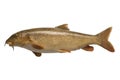 Isolated barbel fish