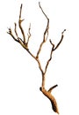 Isolated Bare Tree