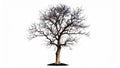Isolated bare tree silhouette against a clean white background, showing branches and trunk details. Royalty Free Stock Photo