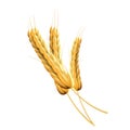 Isolated barley ear background. Vector illustration design