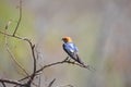 Isolated Barn Swallow Hirundo rustica in a bird hide in Pilanesberg national park Royalty Free Stock Photo