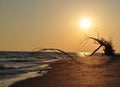 Isolated Beach Scape Tree Sunset