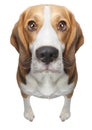 Isolated Beagle Dog