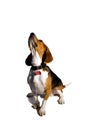 Isolated Beagle Dog Royalty Free Stock Photo