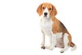 Isolated beagle dog portrait Royalty Free Stock Photo