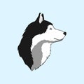 Isolated Beautiful Alaskan Husky Dog. One Head of a Pretty Siberian Husky. Portrait. Side View. Black White and Grey Color. Blue