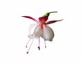 Isolated beautiful bunch of a blooming pink and white fuchsia flower, close up Royalty Free Stock Photo