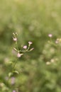 Isolated pink flower on green field Royalty Free Stock Photo