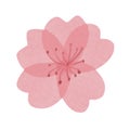 Isolated beautiful hand drawn tender watercolor sakura flower