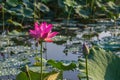One beautiful pink lotus flower blooming on water pond Royalty Free Stock Photo