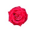 Isolated beautiful red rose and water dropds top view on white background , clipping path Royalty Free Stock Photo