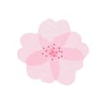 Isolated beautiful tender watercolor sakura flower with light pink transparent petals