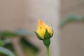 An isolated beautiful yellow rose bud Royalty Free Stock Photo