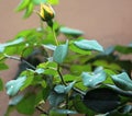 An isolated beautiful yellow rose bud Royalty Free Stock Photo