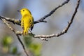 Yellow Warble Isolated Perched on a Tree Branch
