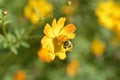 Isolated bee collecting pollen from a daisy