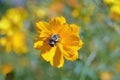 Isolated bee collecting pollen from a daisy Royalty Free Stock Photo