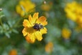 Isolated bee collecting pollen from a daisy Royalty Free Stock Photo