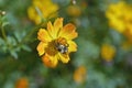 Isolated bee collecting pollen from a daisy