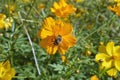 Isolated bee collecting pollen from a daisy