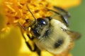 Isolated bee collecting pollen on daisy