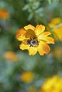 Isolated bee collecting pollen from a daisy Royalty Free Stock Photo