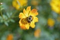 Isolated bee collecting pollen from a daisy