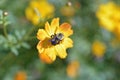 Isolated bee collecting pollen from a daisy