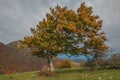 Isolated beech tree on Canfaito natural reserve in the autumn day