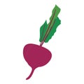 Isolated beet icon