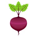 Isolated beet icon