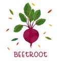 Isolated beetroot with haulm on a white background Royalty Free Stock Photo