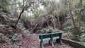 Isolated bench in the woods. Lonely and tranquil scene