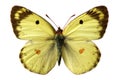 Isolated Berger's Clouded Yellow butterfly Royalty Free Stock Photo