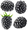 Isolated berries Collection of blackberry fruits isolated on white background with clipping path Royalty Free Stock Photo