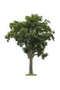 Isolated of big almond tree or Thai `s name is grabok on white background with clipping path. Cutout tree for use as a raw