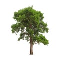 Isolated of big almond tree or Thai`s name is grabok on white background with clipping path. Cutout tree for use as a raw