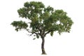 Isolated of big almond tree or Thai `s name is grabok on white background with clipping path. Cutout tree for use as a raw