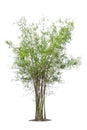 Isolated big bamboo tree on White Background. Royalty Free Stock Photo