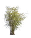 Isolated big bamboo tree on White Background Royalty Free Stock Photo