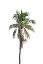 Isolated coconut tree on white background Low-cost coconut trees are the economic crops of Thailand, Royalty Free Stock Photo