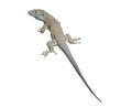 Isolated big desert lizard Royalty Free Stock Photo