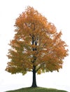 Isolated Big Lone Maple Tree Royalty Free Stock Photo